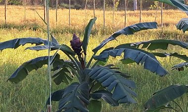 ฮือฮา!ปลีกล้วยชีฟ้าโผล่คล้ายดอกบัวพร้อมกับจอมปลวก