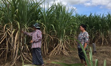 ชาวไร่อ้อยทวงเงินรบ.จ่ายชดเชยตัดอ้อยสดตันละ 120 บาท ไม่จ่ายก็ต้องเผา