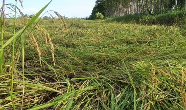 ฝนเททิ้งทวงหอบลมแรงซัดนาข้าวล้มระเนระนาดเสียหายนับร้อยไร่