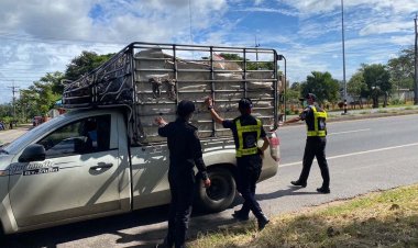 ด่านกักกันสัตว์มุกดาหารเข้มเคลื่อนย้ายสัตว์ไม่มีใบอนุญาตสกัดหมูเถื่อนระบาด