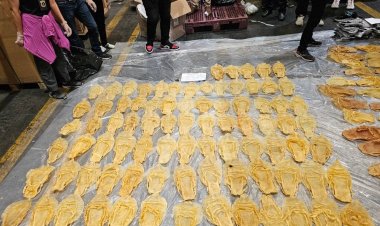 กรมศุลกากรยึดกระเพาะปลาตากแห้ง ลักลอบนำเข้า มูลค่ากว่า 58 ล้านบาท