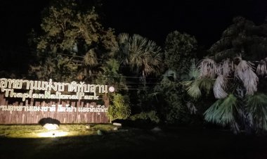 หนาวแรกเขาใหญ่!ลมแรงซัดต้นลานล้มทับเสาไฟฟ้าแรงสูงล้มรวดเดียว 7 ต้น