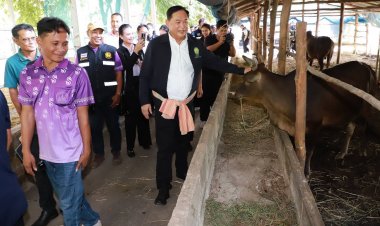 ‘รมช.อนุชา’ยก 'นาขุนไกร'ต้นแบบปลูกหญ้าขายคู่ขนานเลี้ยงวัวแก้จน