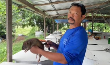 หนุ่มโคราชขายหนูนาอบโอ่งออนไลน์รายได้วันละ 4 พันบาท