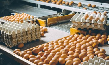 ต้นทุนพุ่งวัตถุดิบแพงแต่เกษตรกรไม่ปรับราคาไข่ไก่