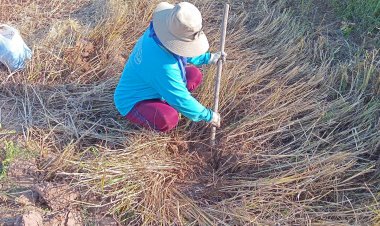 ส่องวิถีชีวิตคนชนบทโคราช เกี่ยวข้าวเสร็จ แบกเสียมหาขุดปูขายสร้างรายได้งาม