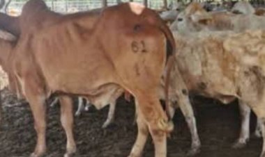 ม็อบเกษตรดีเดย์ 30 พ.ย.ชุมนุมคัดค้านนำเข้าสัตว์จากเมียนมา