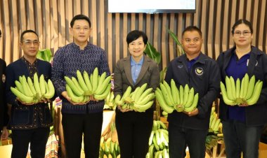 โอกาสทองกล้วยหอมโคราชญี่ปุ่นสั่งซื้อบิ๊กล็อตกว่า 5 พันตัน
