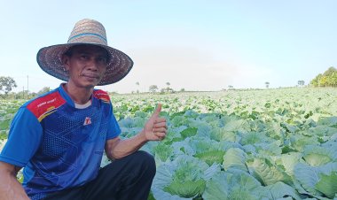 หนุ่มครบุรีพลิกไร่มันปลูกกะหล่ำปลีโกยเงินแสนทุกปี