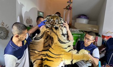 ทลายพ่อค้าขายซากเสือยึดของกลาง 500 รายการ