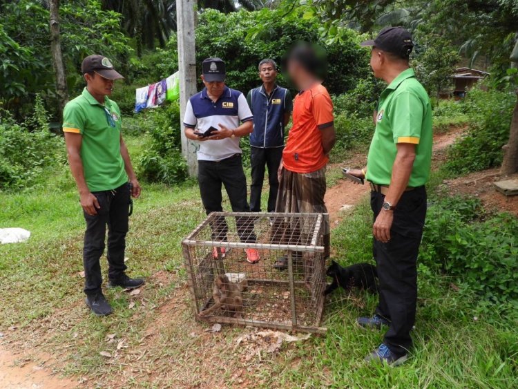 ตำรวจบุกจับหนุ่มใหญ่สตูลลักลอบค้าลิงกังสัตว์ป่าคุ้มครอง