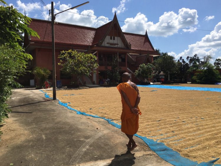 คุณพระช่วย!เปิดลานวัดให้ชาวนานำข้าวเปลือกตากสลับคิวกัน