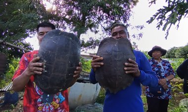 ฮือฮา!เต่ายักษ์กว่า 10 กิโล ลายพระสมเด็จขึ้นเต็มกระดอง