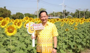 ทุ่งทานตะวันใกล้กรุงบานสะพรั่งทั่วระแหงที่ปทุมธานี