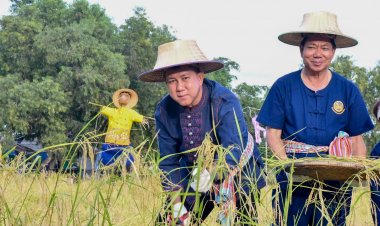 ชลบุรีลงแขกเกี่ยวข้าว 'ปลูกวันแม่ เก็บเกี่ยววันพ่อ'