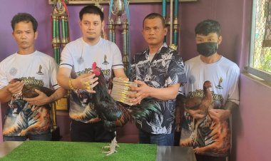 เศรษฐีระยองหอบเงินล้านซื้อ"เจ้ายอดประดู่"พ่อพันธุ์ไก่ชนแชมป์ 3 สมัยขยายพันธุ์