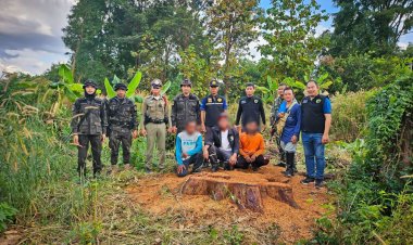 กองกำลังสุรนารีบุกรวบแก๊งลักลอบโค่นต้นไม้ประดู่ผื่นป่าปรือใหญ่