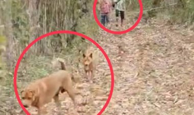 ระทึก!ช้างป่ารำคาญเสียงหมา 2 ตัวรุมเห่าไล่แตะวิ่งหนีหางจุกตูด-ยายหวิดทำร้ายกลางป่า