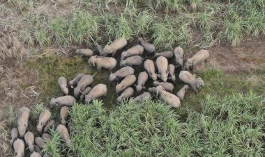 ผวาหนักช้างเขาอ่างฤาไนยกโขลงบุกยึดสวนพืชไร่ปราจีนฯพังพินาศ