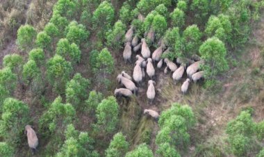 ยิ่งขับไล่ยิงพาโขลงช้างจากแปดริ้วยกพลมาสมทบเพิ่มยึดพื้นที่ป่าปราจีนฯ