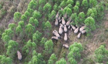 เร่งผลักดันโขลงช้างป่ามากกว่า100 ตัว กลับคืนเขาอ่างฤาไนคืนแปดริ้ว