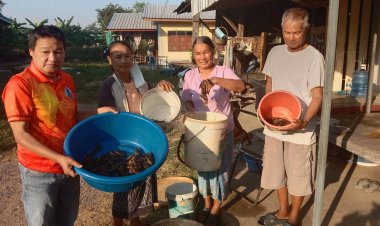 เริ่มแล้ว!ฤดูล่าแมงดานา นำหลอดไฟลงทุ่งดักจับขายรายได้สุดปัง 2 พัน/คืน