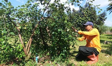 หนุ่มครบุรีปลูกพุทรานมสดแซมทุเรียนฟันรายได้หลักแสนต่อปี