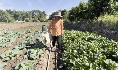 เกษตรกรขอนแก่นเดือดร้อนหนักแก้ดินเค็มไม่ได้ต้องเลิกปลูก'กุยช่าย'ทดแทนพืชชนิดอื่น