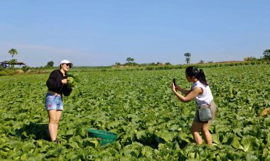 ชวนเที่ยววิถีเกษตร ตัด “กะหล่ำภูทับลาน”สดใหม่ ปลอดสารเคมี