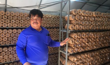 ปรับเปลี่ยนใช้ไฟเรืองแสงกระตุ้นทำเห็ดโตเร็วออกทุกฤดูกาล