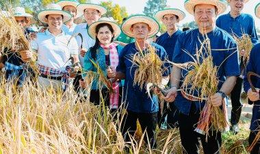 นายก อบจ.พิจิตร สืบสานประเพณีเกี่ยวข้าวทุ่งรวงทองเจ้าของท้องทุ่งบ้านคลองทรายสากเหล็ก