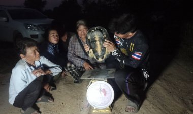 ฮือฮา!คอหวยเสี่ยงโชคปู่เต่าดำใหญ่พบเลขโผล่ชัดเจน