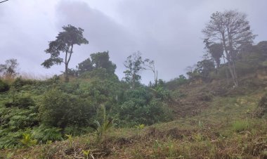 แก๊งมอดไม้เหิมเกริมหนักลอบโค่นแผ้วถางป่าบนภูเขาปกโย๊ะ