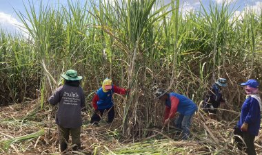 ตัดอ้อยสด แทนเผา ได้ 2 เด้ง ราคาดี แถมลดฝุ่น PM 2.5