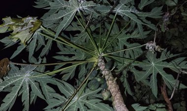 รพ.เจ้าพระยาอภัยภูเบศร เผยไม่มีงานวิจัยชี้ชัดใบมะละกอรักษามะเร็งในคนได้