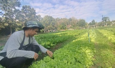 สุดปัง"หนุ่มโคราช"ปลูกผักสลัดอินทรีย์ขายโกยวันละ 3,000 บาท