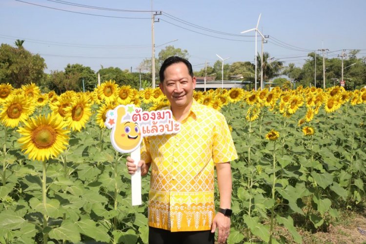 ทุ่งทานตะวันใกล้กรุงบานสะพรั่งทั่วระแหงที่ปทุมธานี