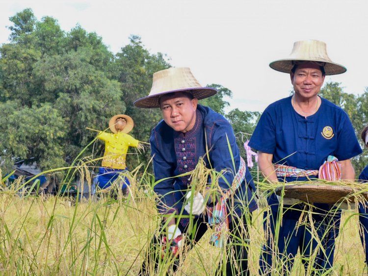 ชลบุรีลงแขกเกี่ยวข้าว 'ปลูกวันแม่ เก็บเกี่ยววันพ่อ'