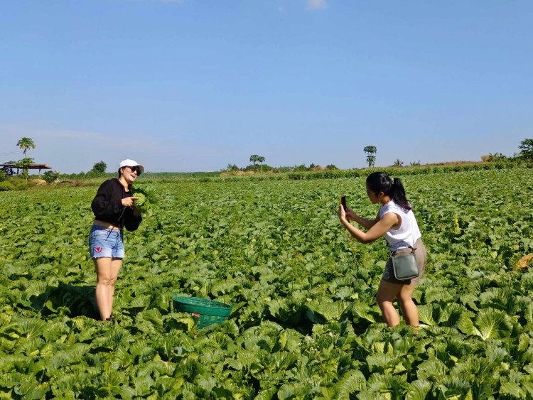 ชวนเที่ยววิถีเกษตร ตัด “กะหล่ำภูทับลาน”สดใหม่ ปลอดสารเคมี