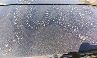 ต้อนรับปีมะโรงฮือฮารอยพญานาคเต็มรถเชื่อมาให้โชคลาภ