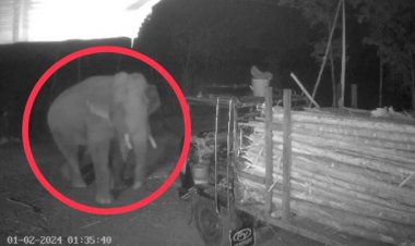 ระทึกกลางดึก!ช้างป่าอ่างฤาไนหิวบุกเข้าครัวบ้านคน 2 หลังรวด