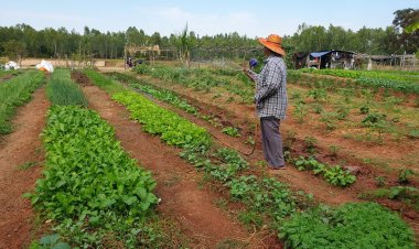 อากาศหนาวน้ำค้างตกค้างพืชผักติดเชื้อรา เน่าเสีย เกษตรกรเดือดร้อนหนัก