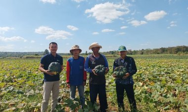 เกษตรกรครบุรีโค่นไร่มันสำปะหลังปลูกฟักทองสู้แล้งราคาแพงกิโลละกว่า 10 บาท