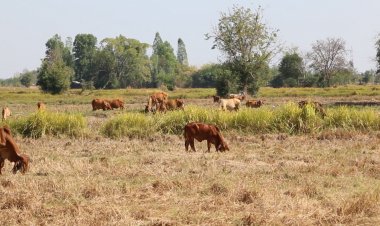 โอละพ่อ!แตกตื่นปอบอาละวาดที่แท้สุนัขรุมกินลูกวัวตายคาท้องแม่ทิ้งไว้ทุ่งนา