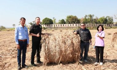 ส่งเสริมเกษตรกรแม่สอดสร้างมูลค่าเพิ่มใบอ้อยแทนเผาทิ้ง