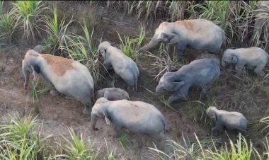 แล้ง-หนาว- ขาดแคลนอาหารโขลงช้างป่าอ่างฤาปักหลักอยู่ปราจีนบุรียาว