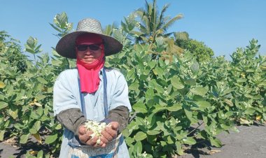 เกษตรกรโคราชยิ้มออกปลูกดอกรักขายกก.ละ100  ยอดออเดอร์ทั้งปี