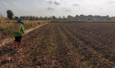 เกษตรกรโคราชหันปลูกมันสำปะหลังแทนทำนาปรัง ทนแล้ง โตไว ขายได้ราคาดี