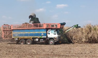 ปราจีนบุรีเร่งเก็บเกี่ยวผลผลิตอ้อยส่งโรงงานหนีโขลงช้างป่าลงเขาบุกยึดไร่