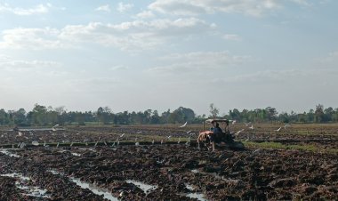 เกษตรกรโคราชเมินเขื่อนงดปล่อยน้ำสนับสนุนลุยทำนาปรังนับหมื่นไร่